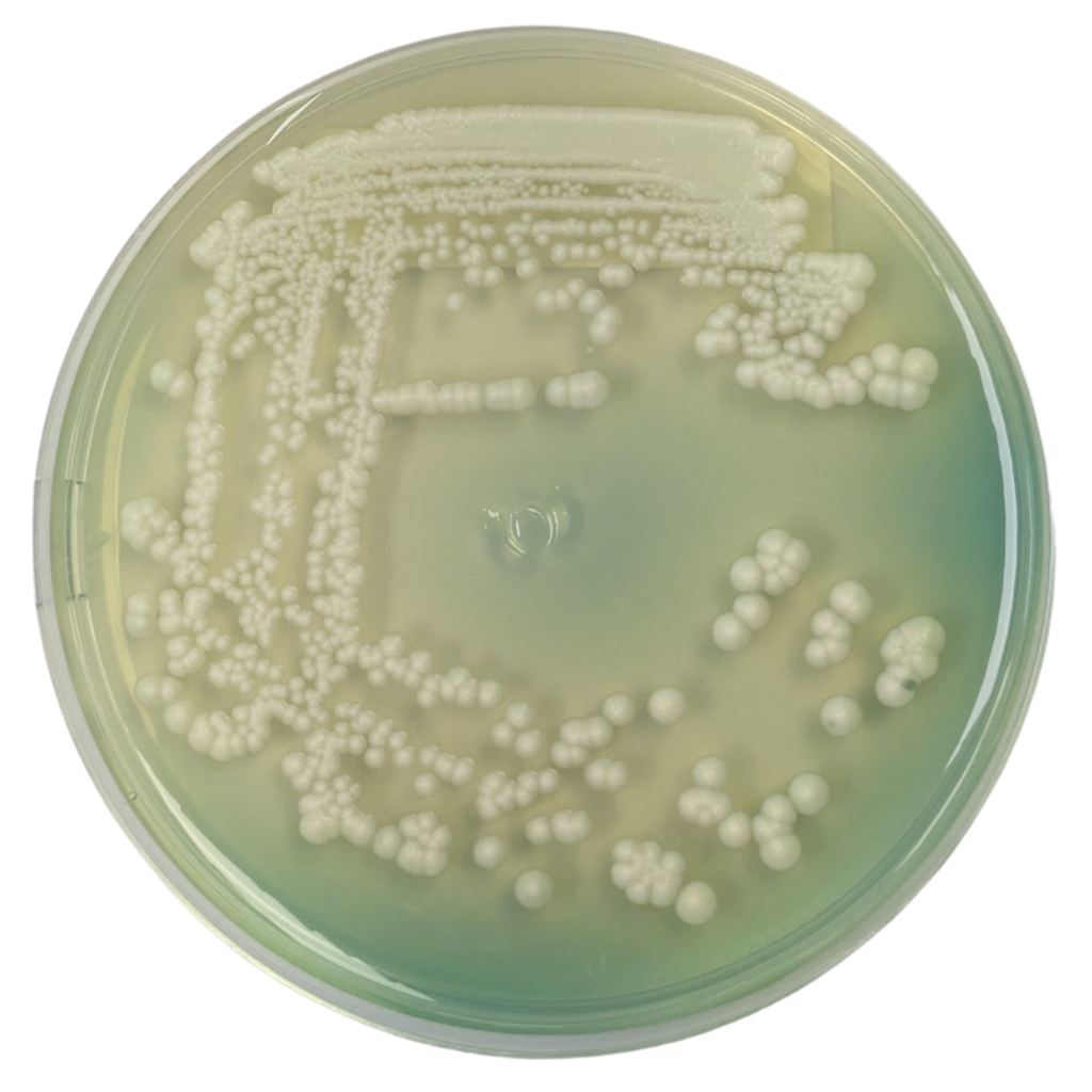 INIS-802 Seltzer Yeast